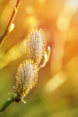 Spring buds of willow catkins