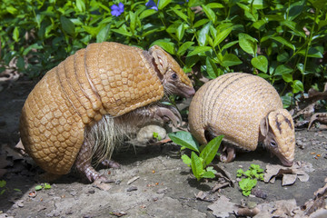 Southern three-banded armadillo (Tolypeutes matacus)