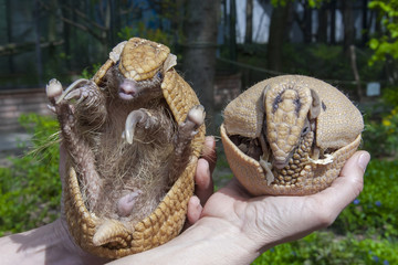 Southern three-banded armadillo (Tolypeutes matacus)