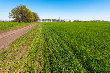 Fototapeta na wymiar rows of young wheat in spring field