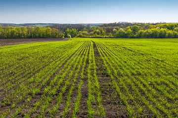 rows on young wheat field near spring forest, sunny day