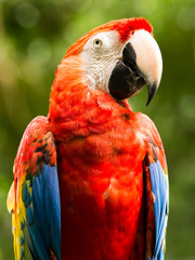 Portrait of ..Portrait of Scarlet Macaw parrot
