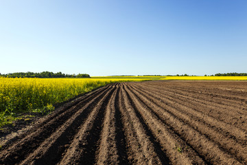   agricultural field on which the colza and potatoes grows