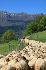 Obraz premium ovejas rebaño pastor país vasco 3911-f14