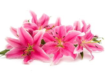 pink lily isolated