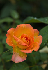 Rose orange mit Wassertropfen 2