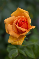 Rose orange mit Wassertropfen 3