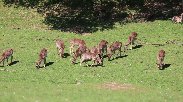 Fallow Deer hinds in harem during rut in autumn mountain forest 