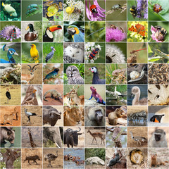 Naklejka premium Wildlife collage