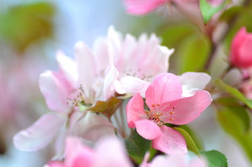 Fototapeta na wymiar piękne delikatne kwiaty jabłoni