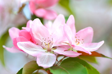 piękne delikatne kwiaty jabłoni - obrazy, fototapety, plakaty