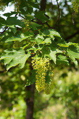 Green buds of a maple in spring