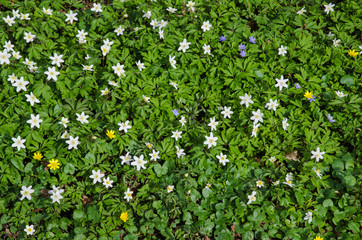 Carpet of springflowers