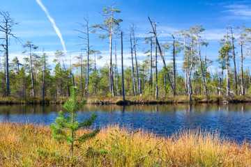 Forest lake in Karelian woods at summer season 