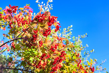 Ripe red viburnum on branch against blue sky
