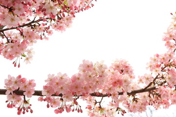 桜の花