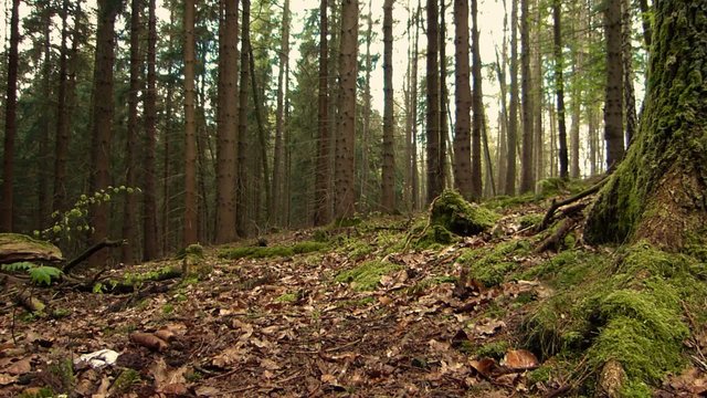 europ&auml;ischer Wald - &uuml;ber Laub und Wurzeln - Mischwald