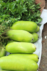 Fresh vegetables - green hatch in the market.