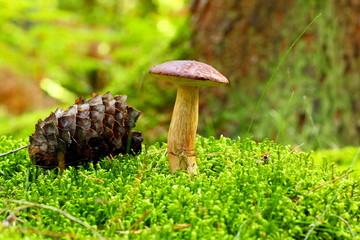Forest mushroom bay bolete in a green moss