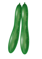 Cucumber