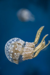 Floating jellyfish