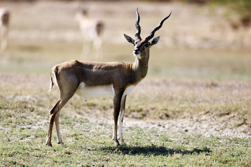 Blackbuck