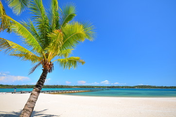 Summer Beach and Palm Tree