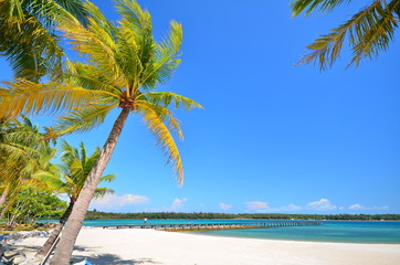 Summer Beach and Palm Tree