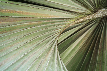 Leaf stalk lines of Borassus flabellifer tree