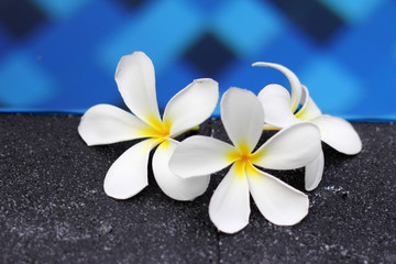 Frangupani or plumeria