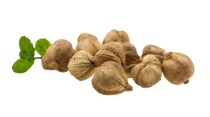 Cardamom