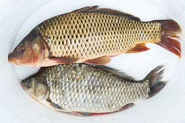Fresh fish carp