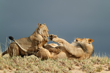 Fototapeta premium Playful African lions, Kalahari desert