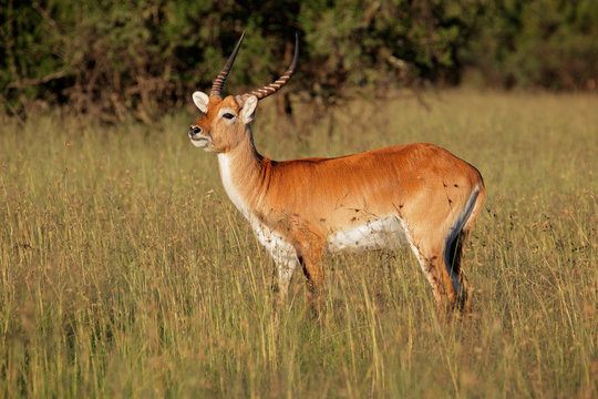 Red lechwe antelope