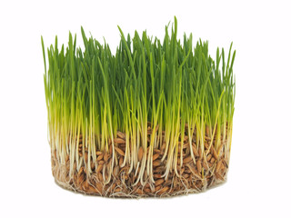 Green sprouts of oat on a white background