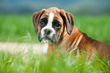 Boxerwelpe
