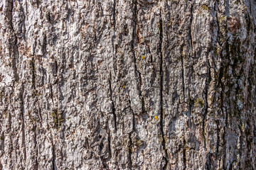 Bark