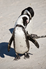 Obraz premium African penguins, Boulders national Park, South Africa