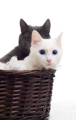Fototapeta na wymiar cats in a basket