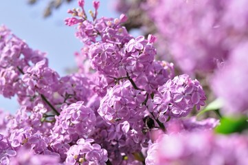 Purple Lilac flowers in spring