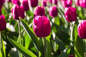 Purple tulip with blurred dark background