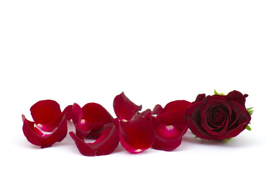 rose petals with red rose