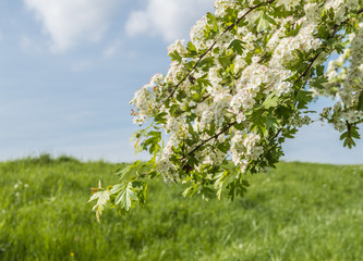 White flowering Hawthorn against a blue sky
