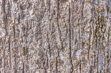 Bark