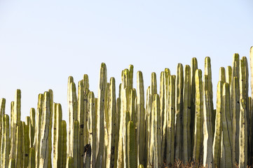 Green Big Cactus in the Desert