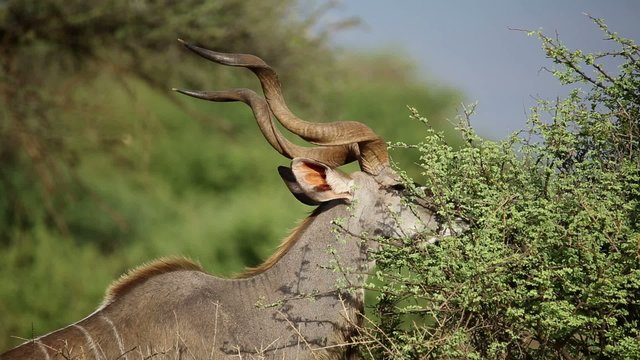 A kudu bull feeding on brush, Mokala National Park