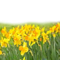Daffodils