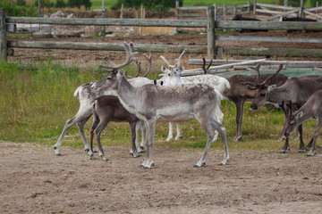 Naklejka na ściany i meble Herd of reindeer in the Norway