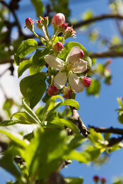 flor de manzano en discordia