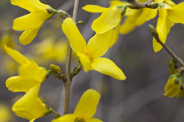 Yellow flowers